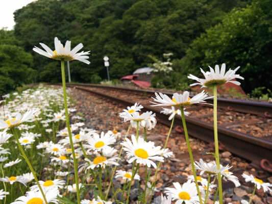 お花と線路