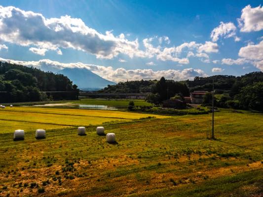 岩手山をバックに映える田んぼ